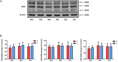 The δ-Opioid Receptor Differentially Regulates MAPKs and Anti-inflammatory Cytokines in Rat Kidney Epithelial Cells Under Hypoxia